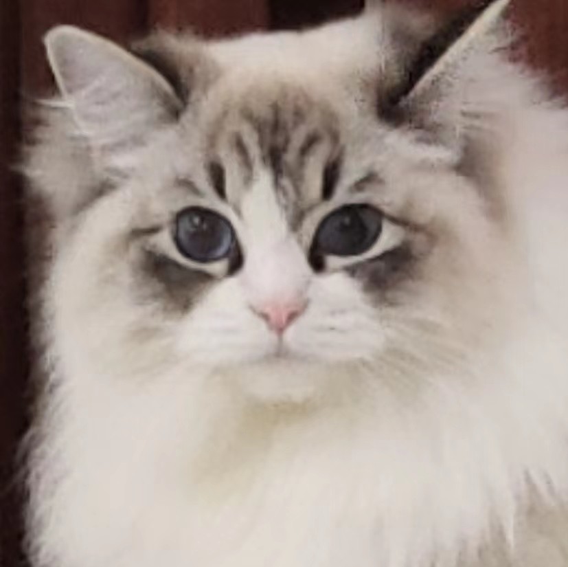 头像